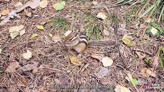 A walk in the forest park with my hot stepsister, exploring real orgasm